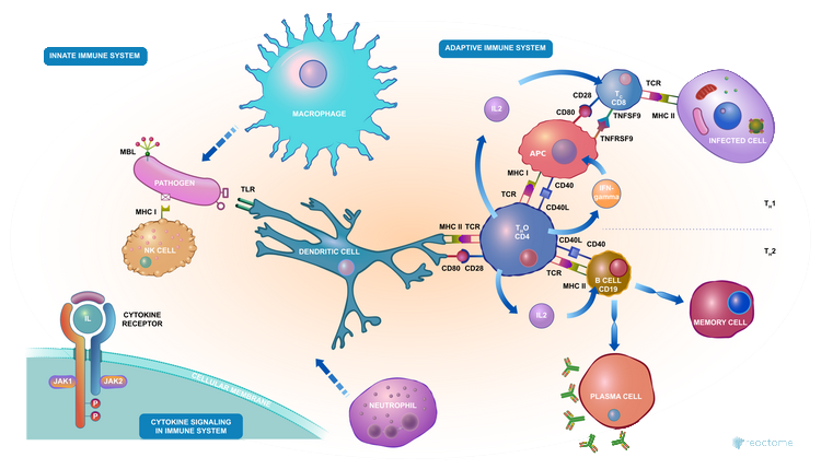 Top 10 Ways To Boost Your Immune System